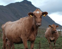 Réttaröryggi bænda er ekki aukaatriði