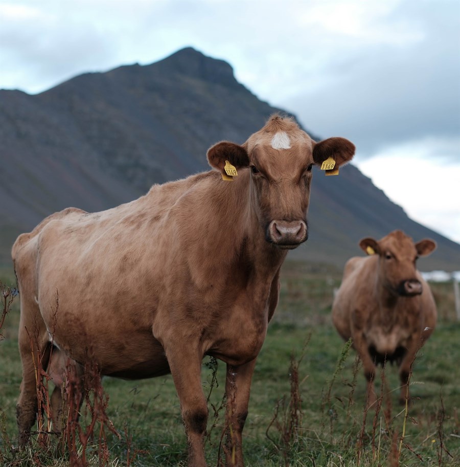 Réttaröryggi bænda er ekki aukaatriði