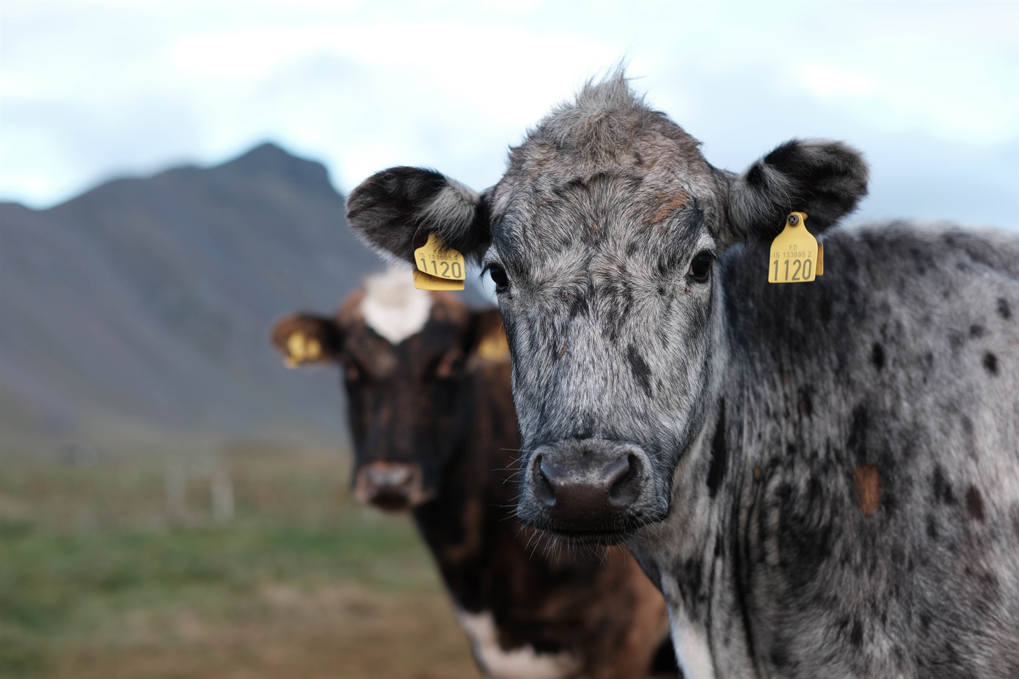 Undanþáguheimildir til sameininga felldar niður