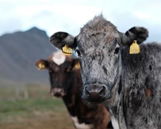 Varðveisla erfðaauðlinda