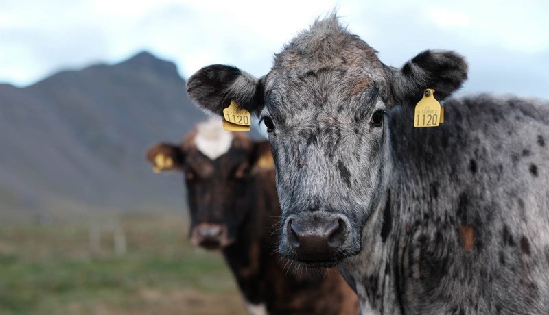 Varðveisla erfðaauðlinda