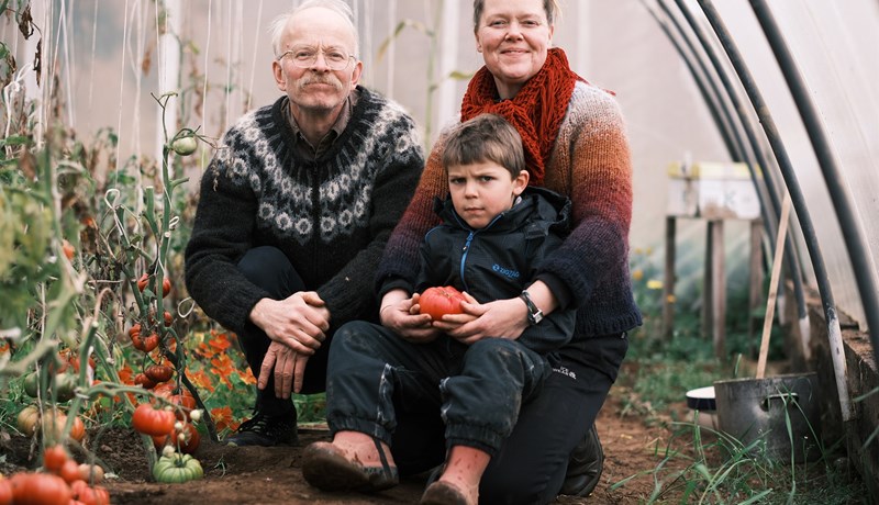 Gómsæt og kuldaþolin tómatayrki