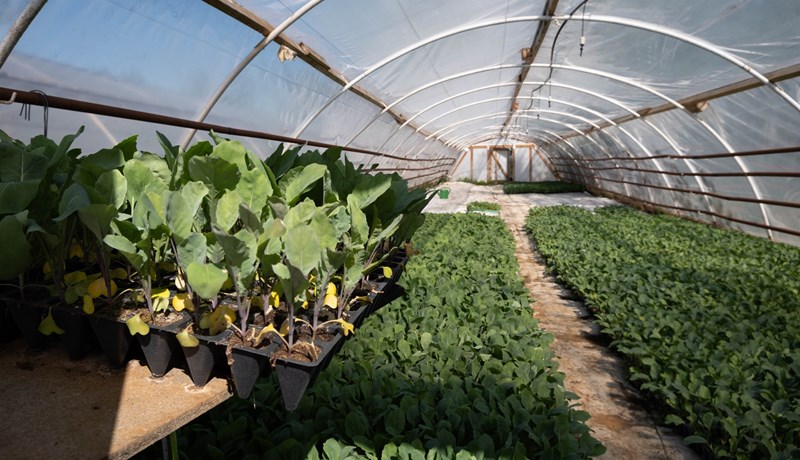 Hlutfall innlendrar grænmetisframleiðslu dregst saman