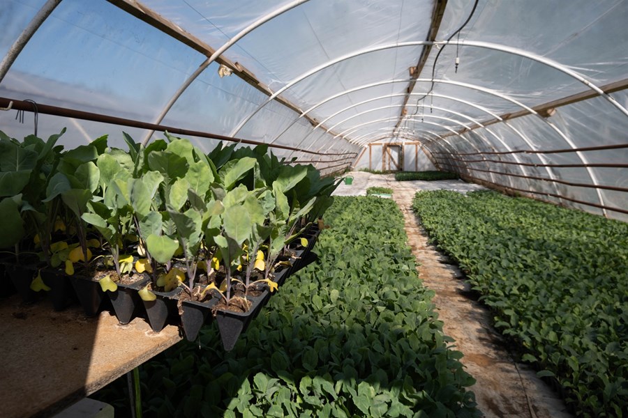 Í skýrslunni Fæðuöryggi á Íslandi – Staða og horfur 2025, segir að full ástæða sé til að kanna hvort og hvernig hægt væri að beita stuðningskerfi landbúnaðarins til að styðja frekar við grænmetisframleiðslu með það að markmiði að efla hana og stækka hlutdeild innlendrar framleiðslu.