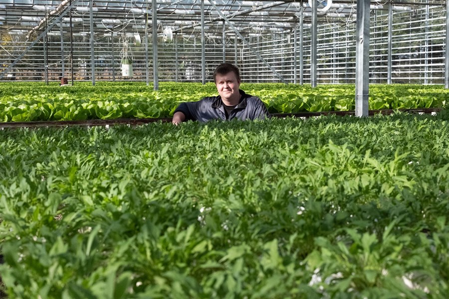Skúli Magnússon innan um salattegundir í ræktun á garðyrkjustöð sinni, Hveratúni í Laugarási. 