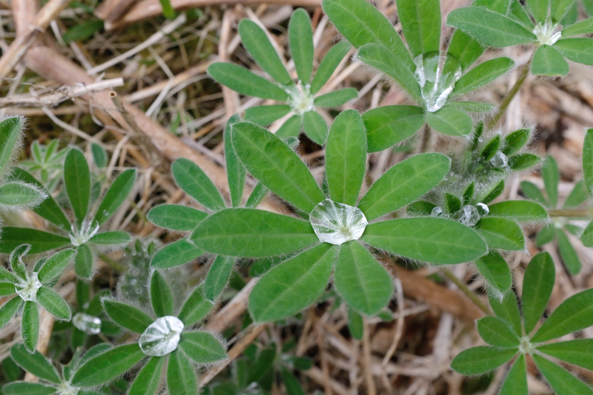 Alþjóðlegt samstarf um líffræðilega fjölbreytni
