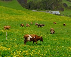 Tollflokkast áfram sem ostur en ekki jurtaostur