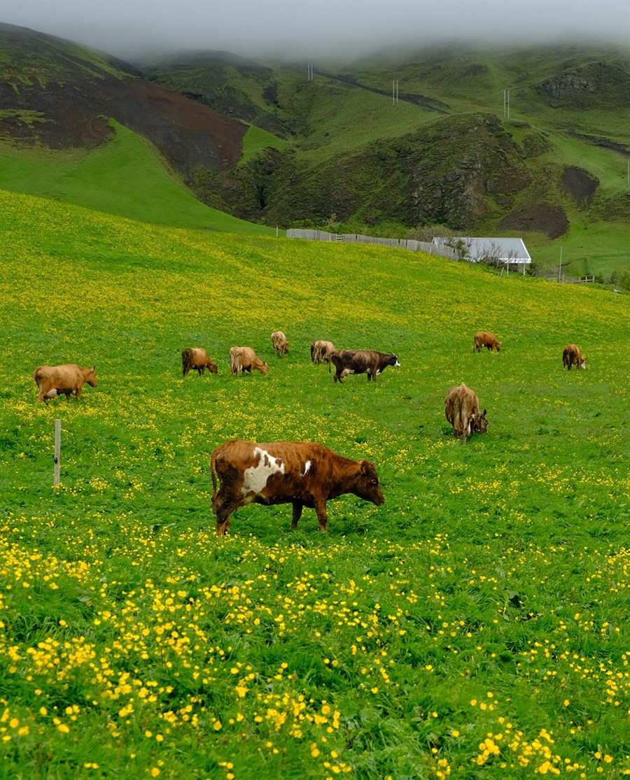 Magnið sem flutt var inn af vörunni árið 2019 samsvaraði framleiðslu úr um þremur milljónum lítra mjólkur sem jafngildir ársframleiðslu níu íslenskra kúabúa. 