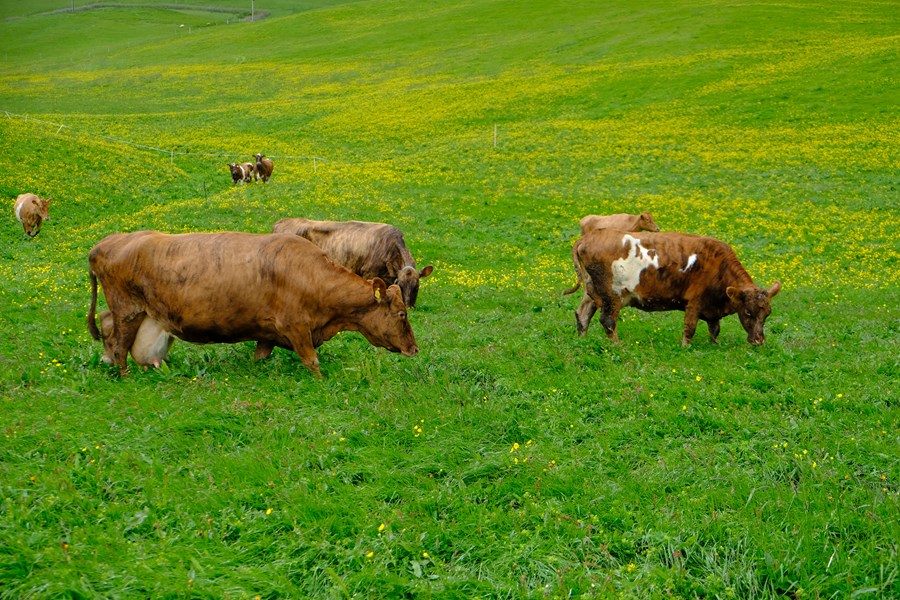 Bændur og dýralæknar mótmæla harðlega drögum að breytingum á lyfjalögum