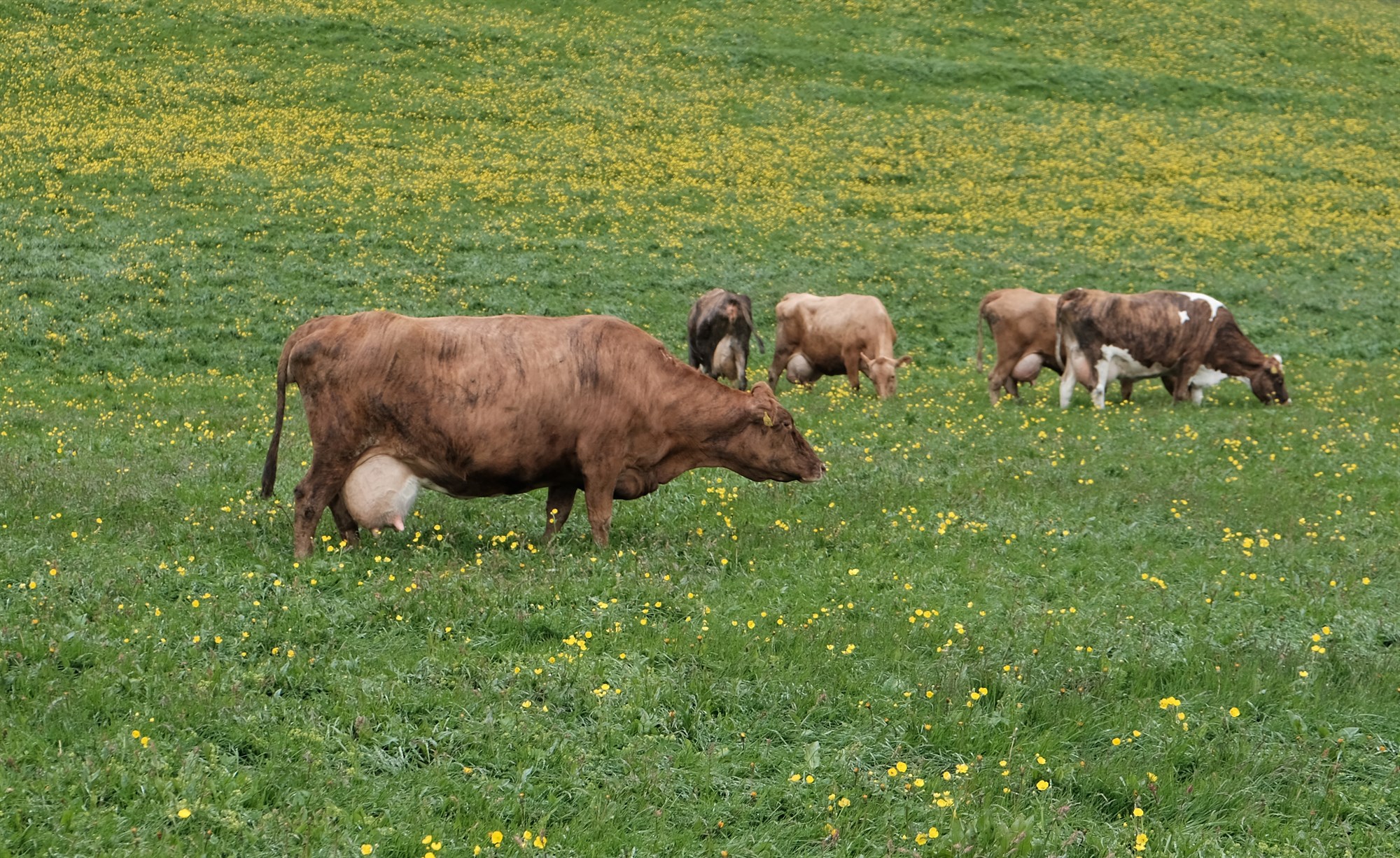 Níu gild sölutilboð á greiðslumarki mjólkur á fyrsta tilboðsmarkaði ársins