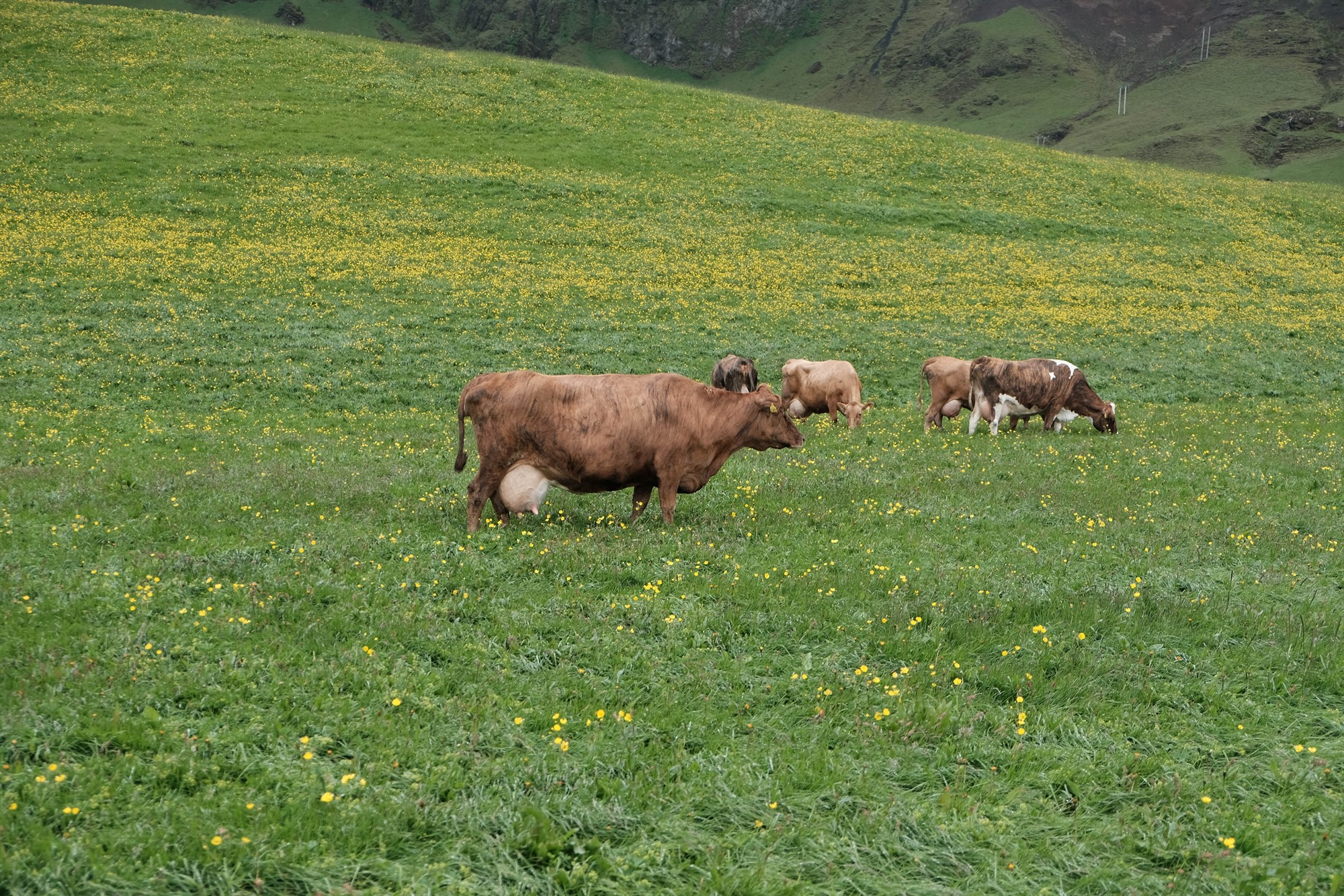 Hvað mun ESB aðild þýða fyrir íslenskan landbúnað?
