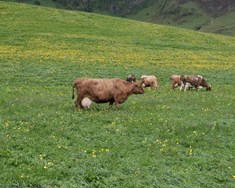 Hvað mun ESB aðild þýða fyrir íslenskan landbúnað?
