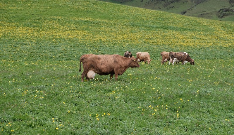 Hvað mun ESB aðild þýða fyrir íslenskan landbúnað?