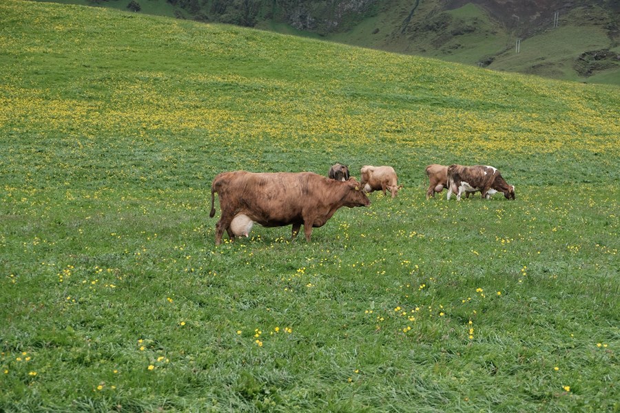 „Mjólkurframleiðendur sætu eftir með mun lægra mjólkurverð og eitt af markmiðum kerfisins yrði að tryggja þeim viðbótarstuðning til að bæta þetta upp.“