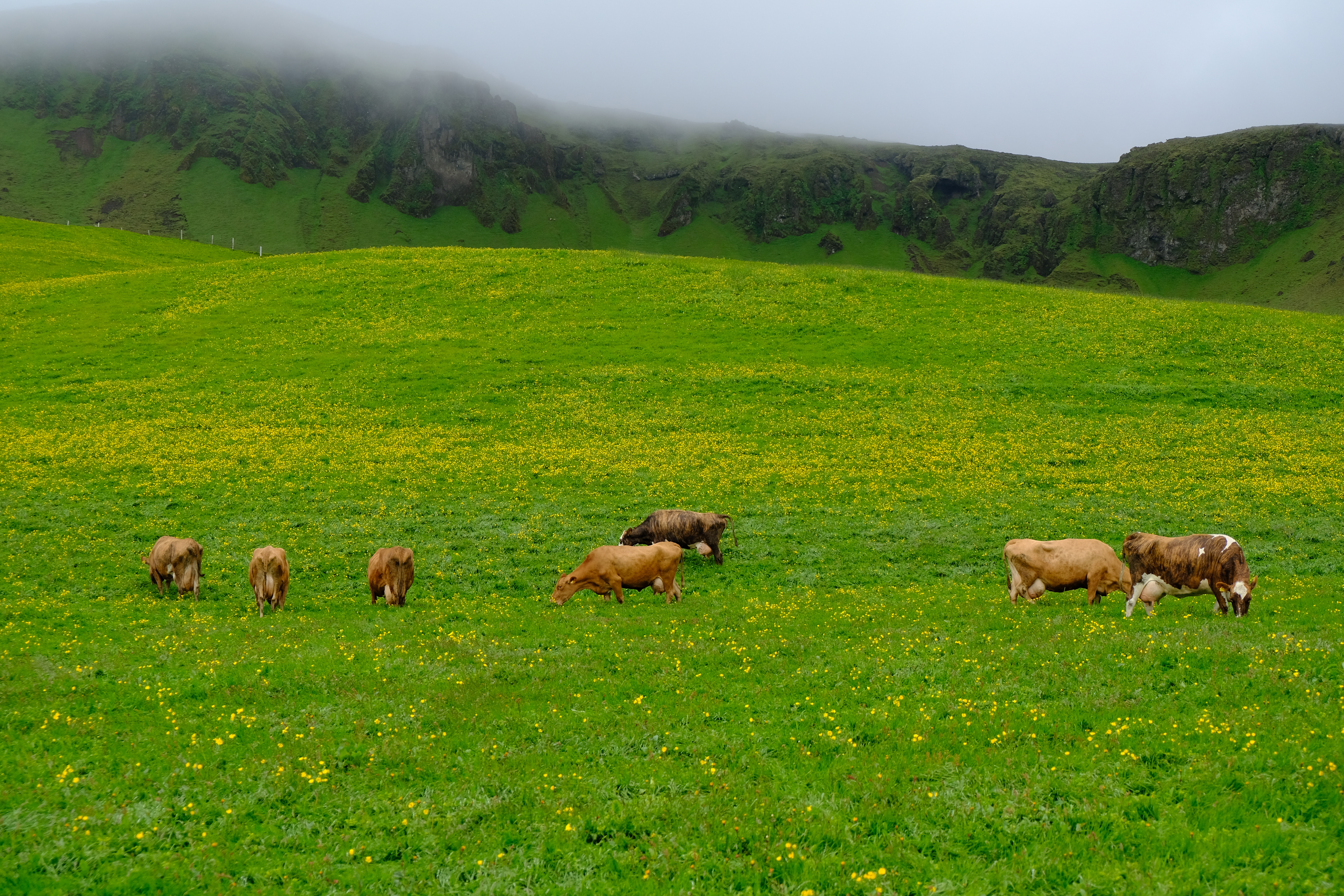 Auðhumla lækkar verð fyrir umframmjólk um níu krónur