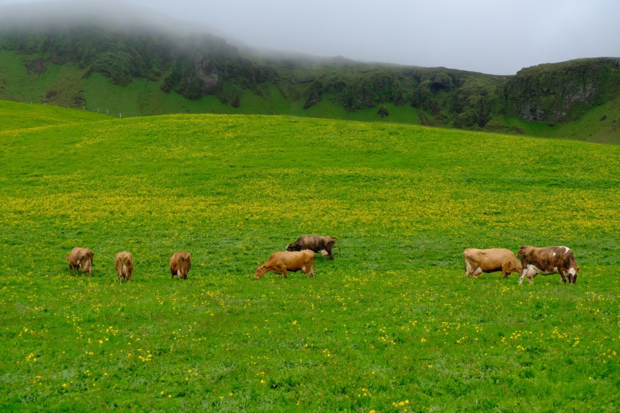 Auðhumla lækkar verð fyrir umframmjólk um níu krónur