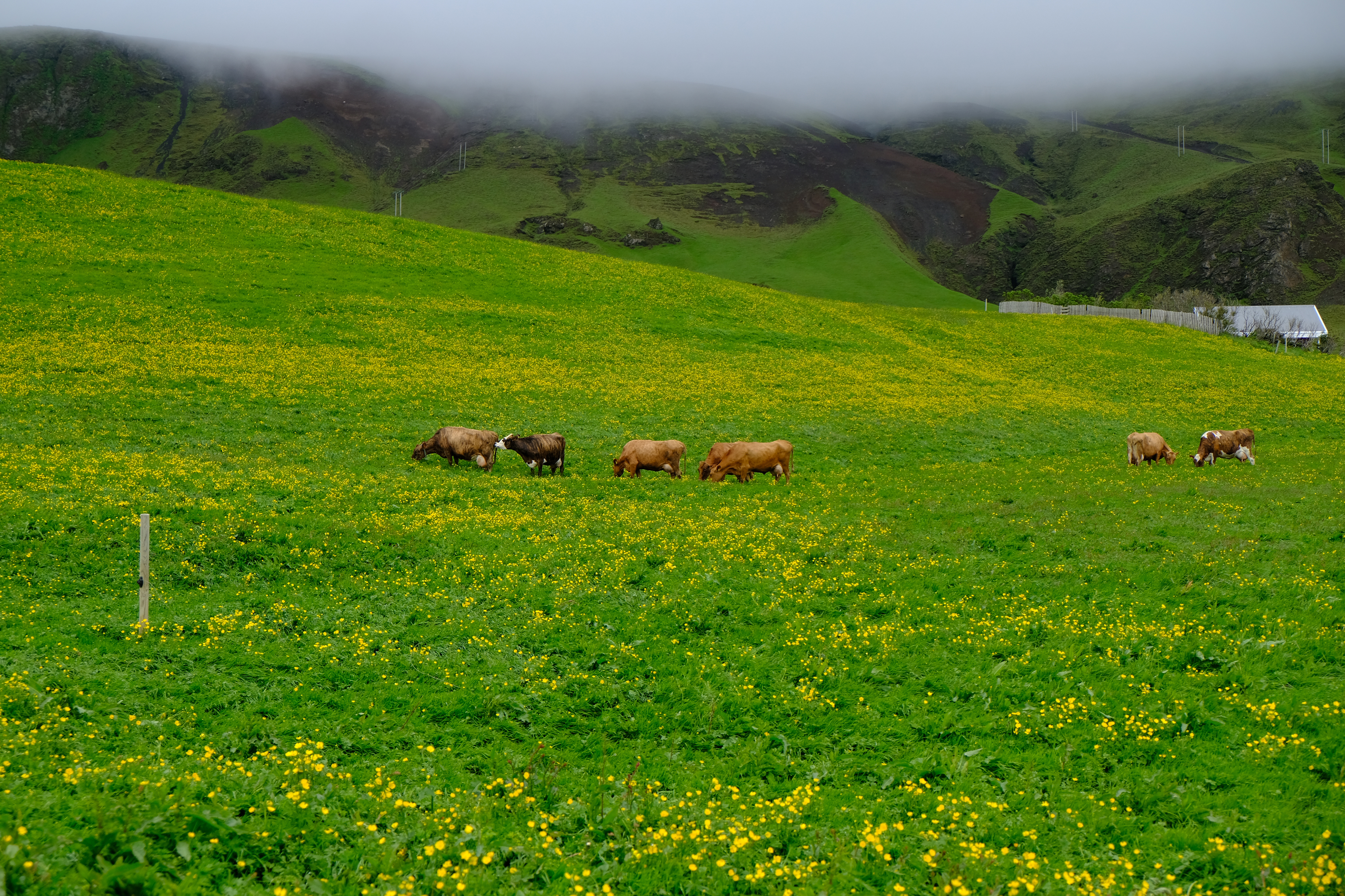 Umsagnirnar um innflutningsfrumvarp landbúnaðarráðherra aðgengilegar