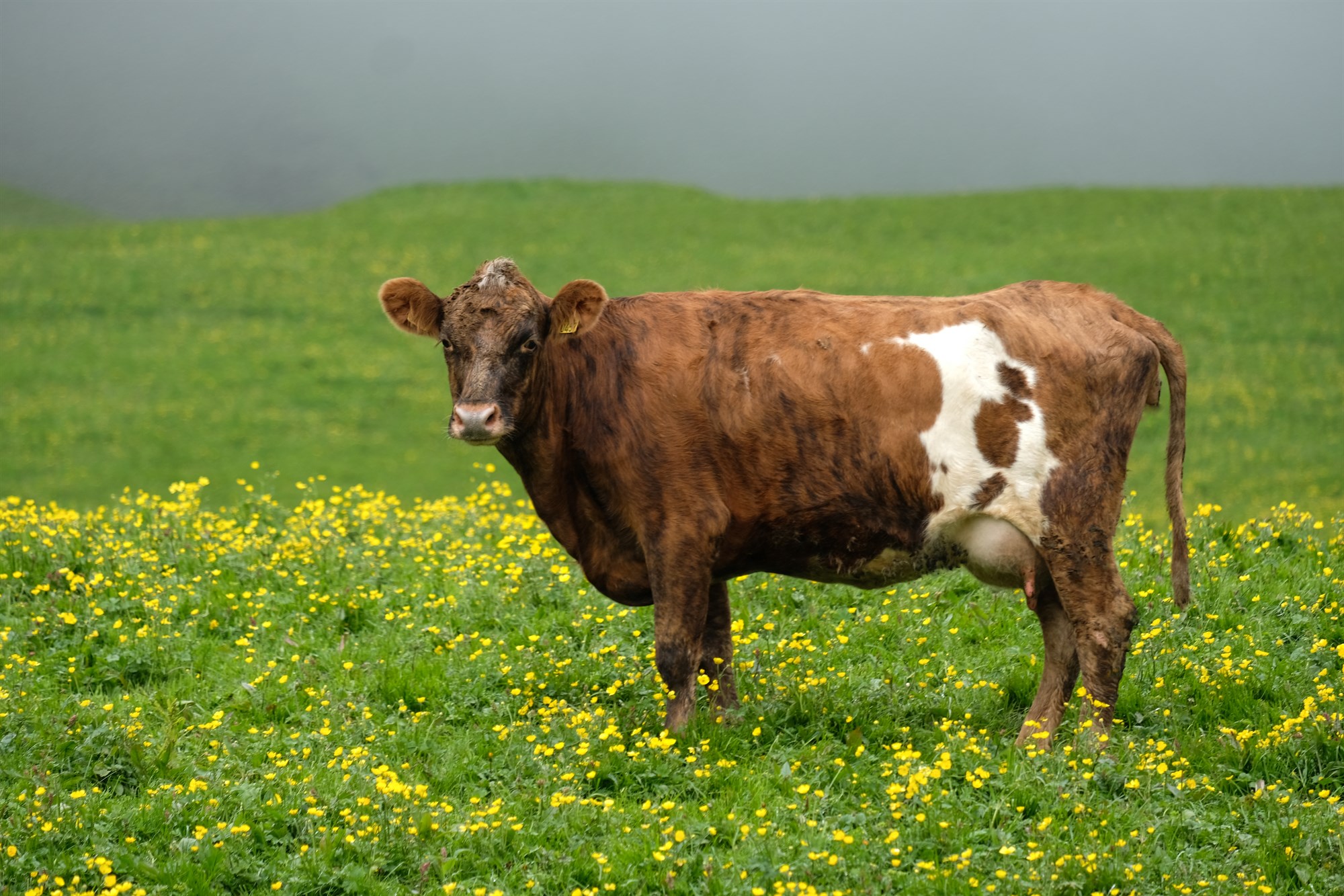 Hækkun á afurðaverði