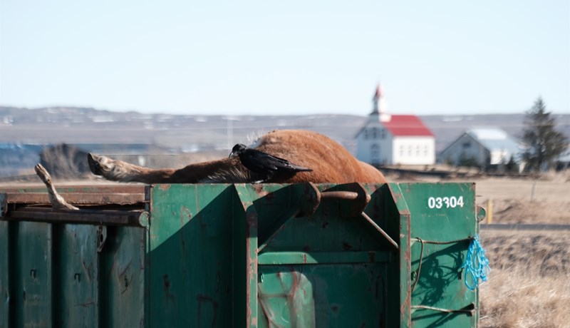 Deilt um gjaldtöku vegna meðhöndlunar á dýrahræjum