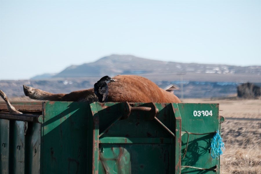 Dýrahræ og -leifar flokkast sem „aukaafurð dýra“ í regluverki úrgangsmála og á að farga í brennslu. Aðeins brennslustöðin Kalka í Helguvík á Reykjanesi getur tekið við áhættuúrgangi í flokki 1, sem hræ af jórturdýrum eru. Urðun á viðurkenndum urðunarstöðum er aðeins leyfð fyrir aukaafurðir dýra í áhættuflokki 2, eftir viðeigandi sótthreinsun. Engin slík sótthreinsistöð er hins vegar til staðar í landinu.