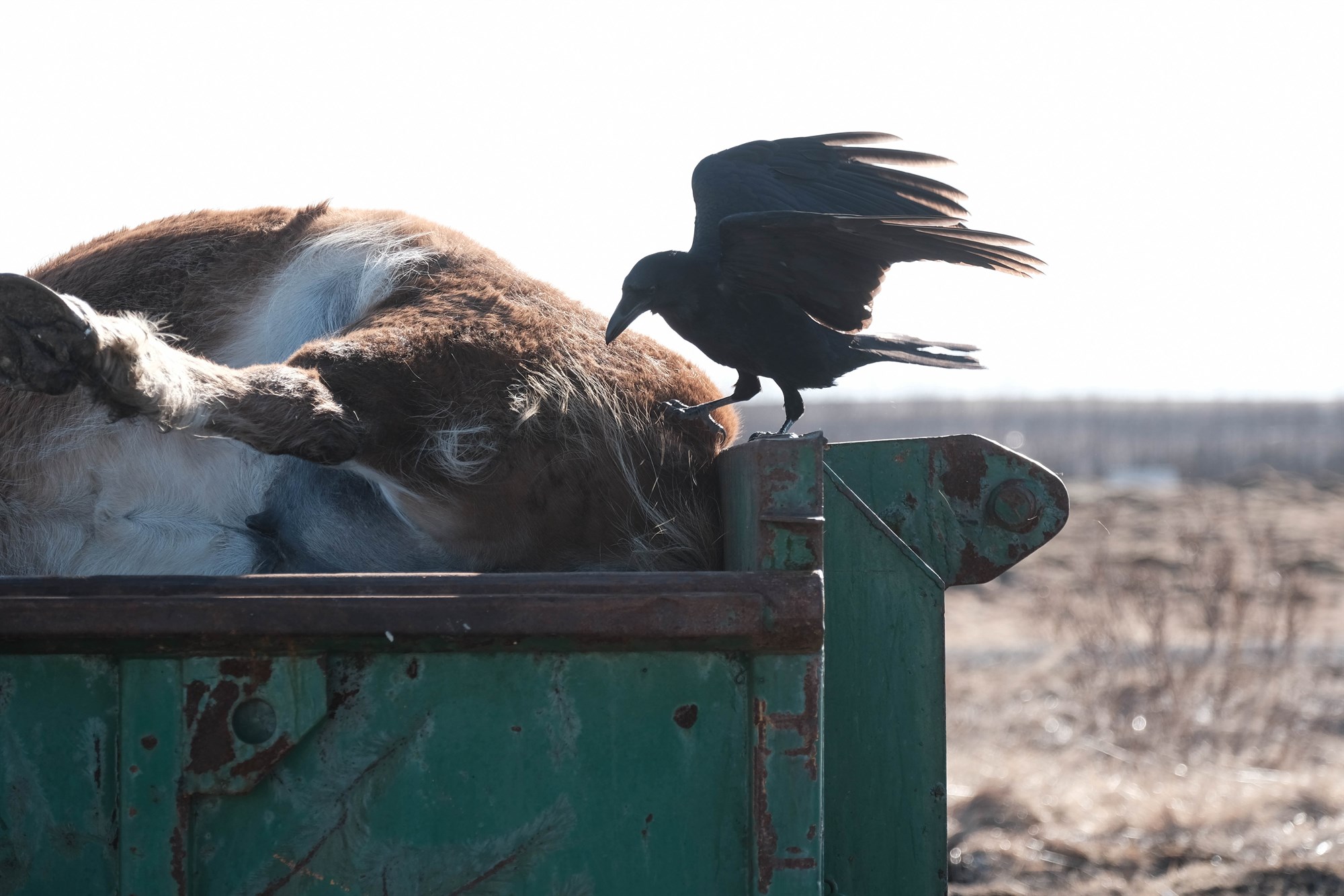 Ólöglegur frágangur á dýrahræjum