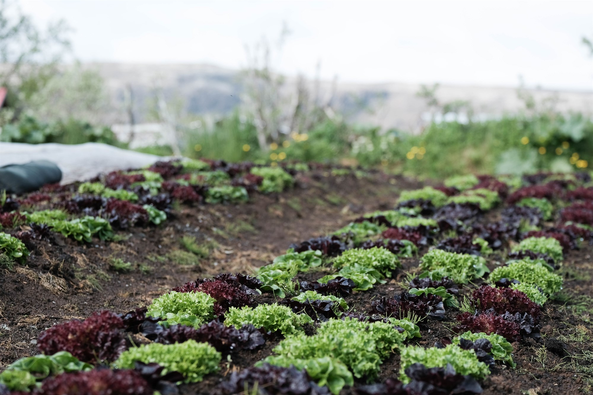 Áhrifa af loftslagsbreytingum gætir nú þegar