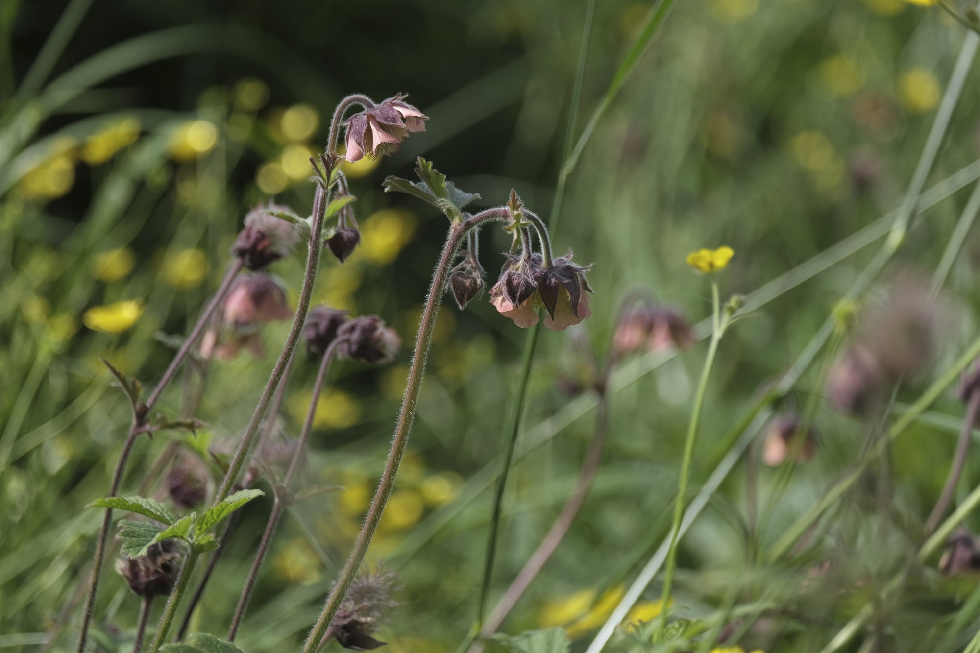 Uppfærsla á stöðu Árósasamningsins