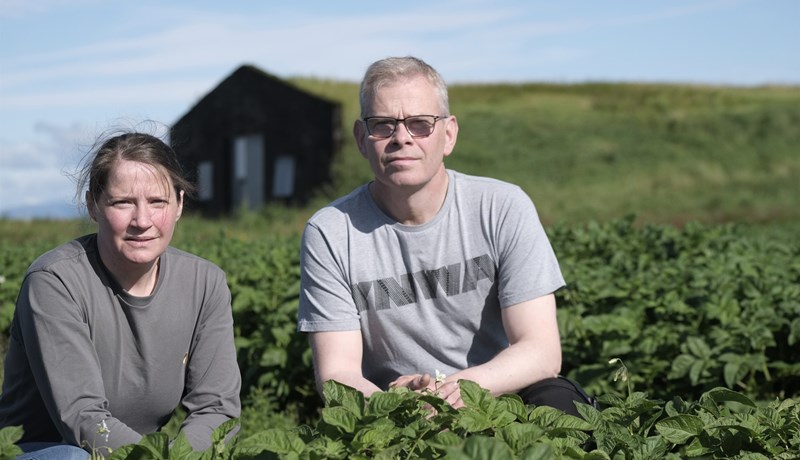 Hvíla þarf kartöflugarða í Þykkvabænum í þrjú ár