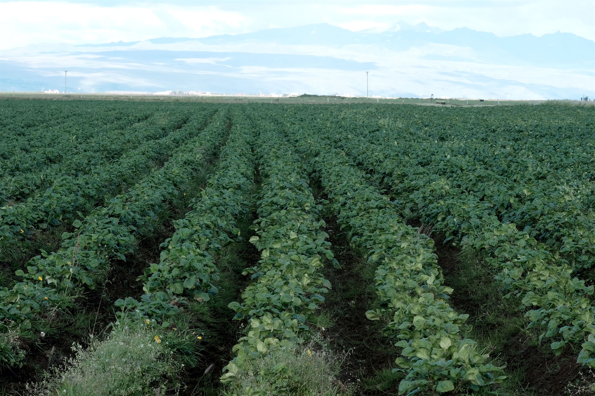 Leitað að umhverfisvænum leiðum gegn illgresi