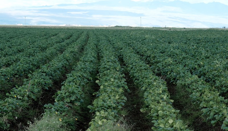 Leitað að umhverfisvænum leiðum gegn illgresi