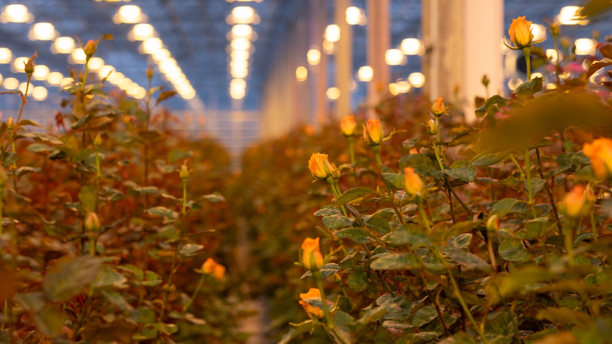 Hvað þarf að hafa í huga við skipti yfir í LED-ljós í gróðurhúsum?