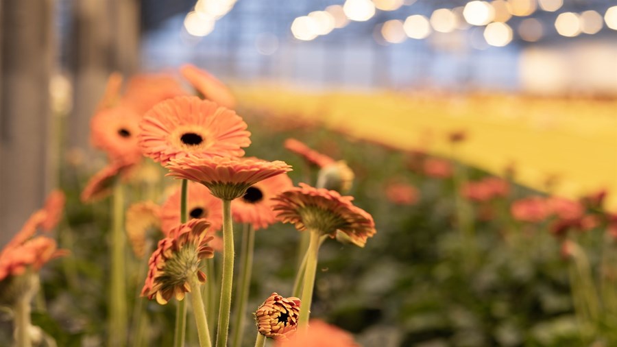 Ylræktin er ekki eina greinin þar sem mikilvægir fjárfestingarmöguleikar eru fyrir
hendi en hindranir fjármagnskostnaðar of háar.