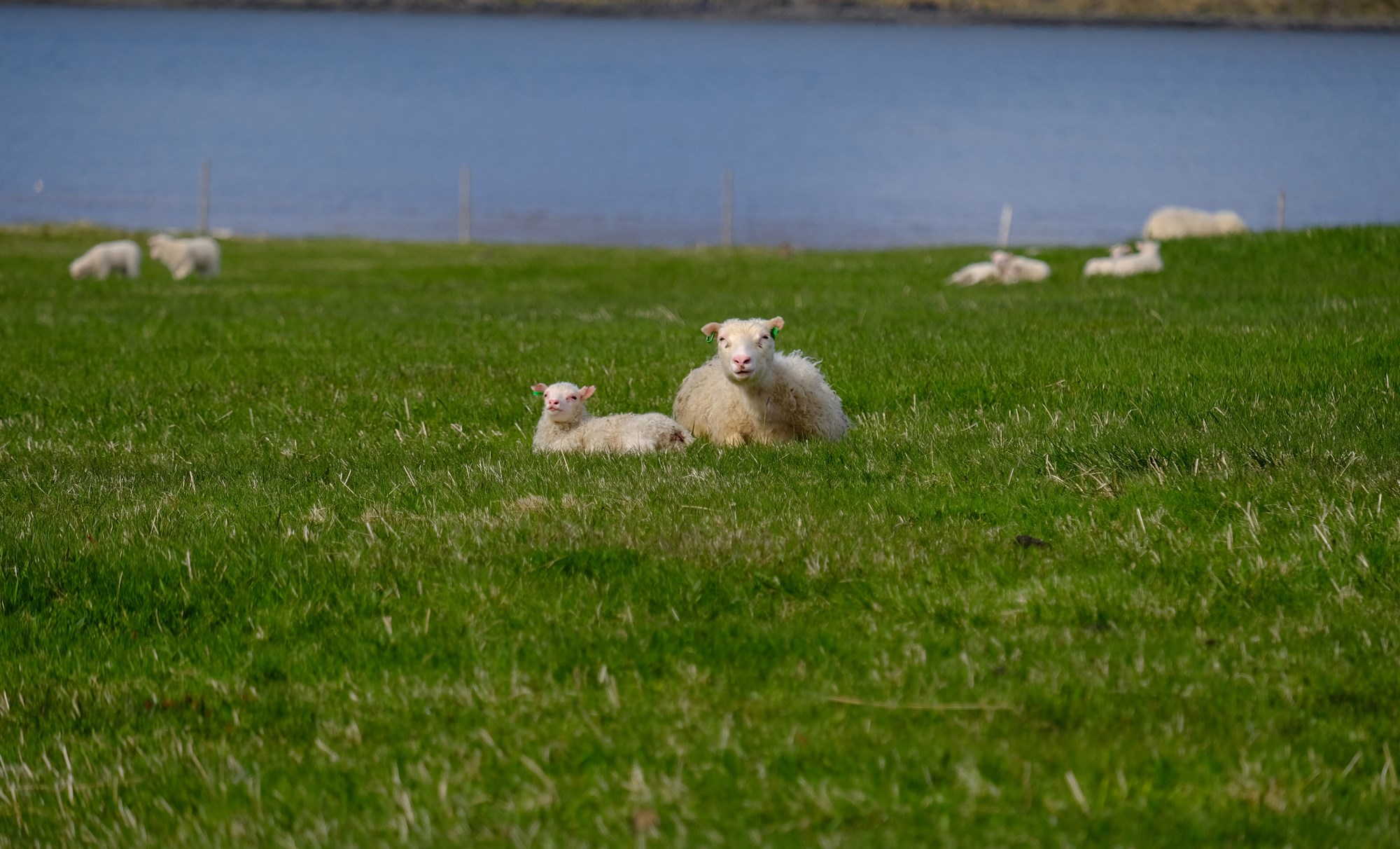 Sauðfé hefur ekki verið færra á Íslandi síðan 1861, eða í 160 ár