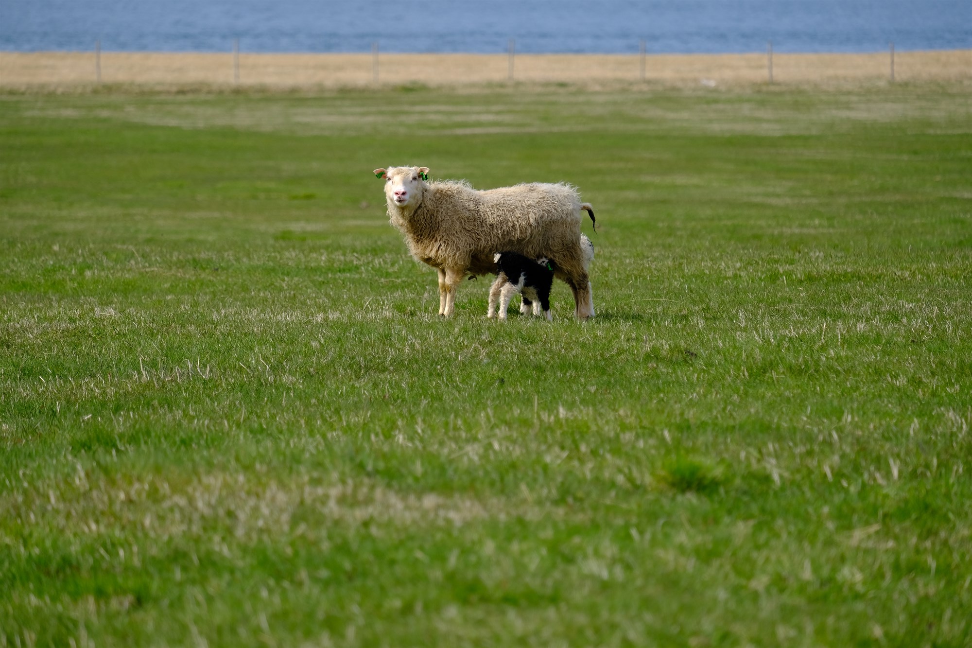Fleiri lömb til nytja – Reynslubanki sauðfjárbænda