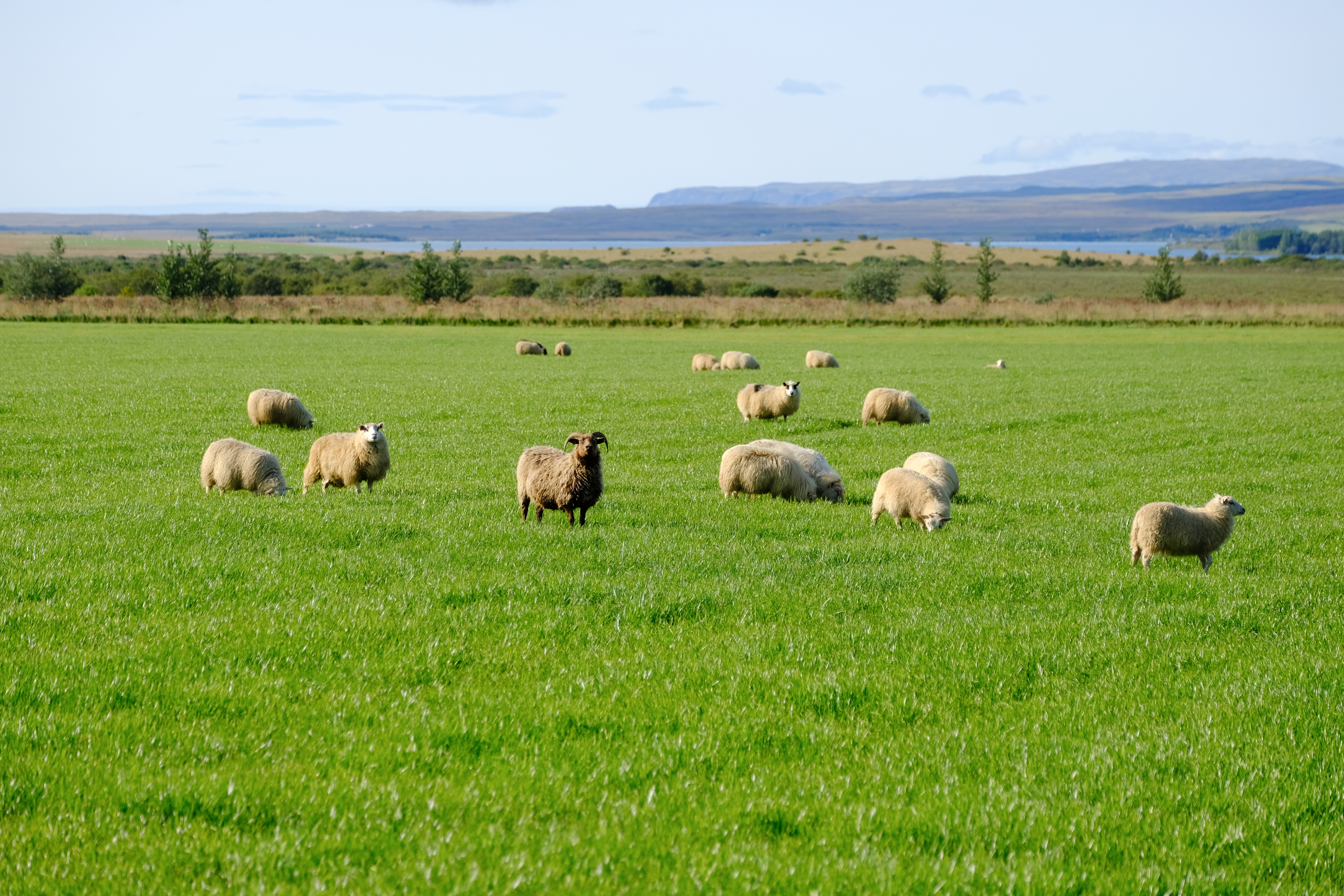 Ræðum fæðuöryggi