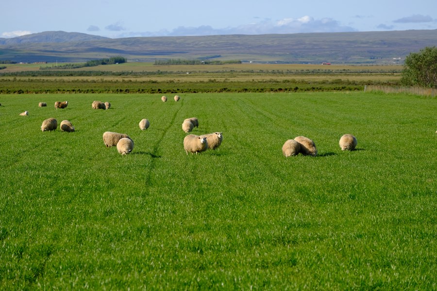 Framlögum til nýliðunar í landbúnaði var úthlutað í fyrsta sinn í fyrra