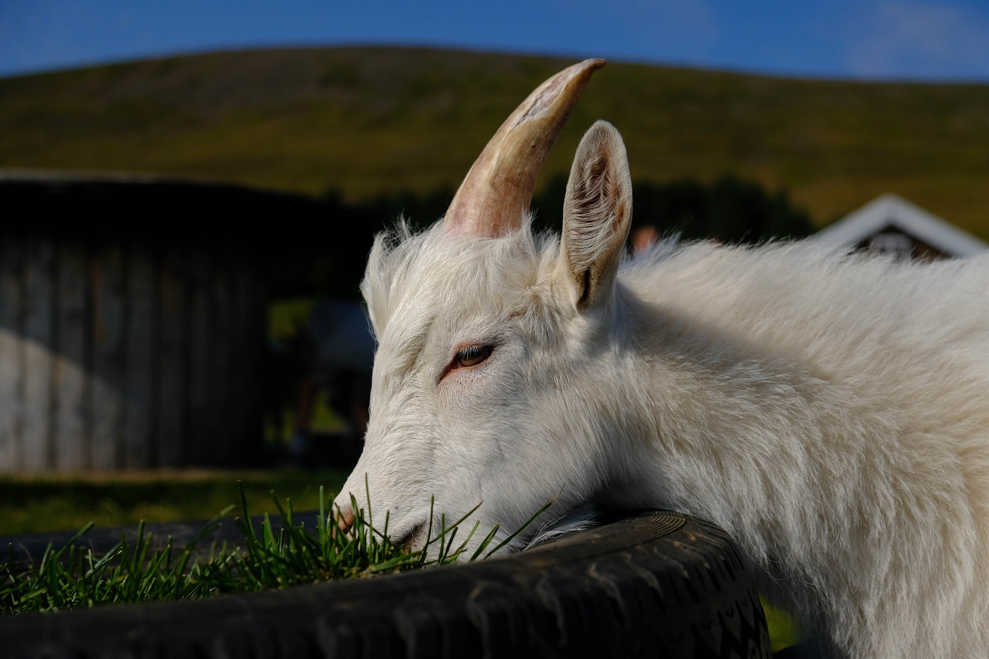 Afurðastöðvar slátra en kaupa ekki geitakjötið