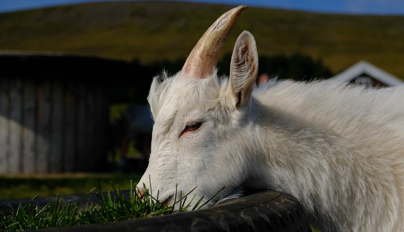 Afurðastöðvar slátra en kaupa ekki geitakjötið