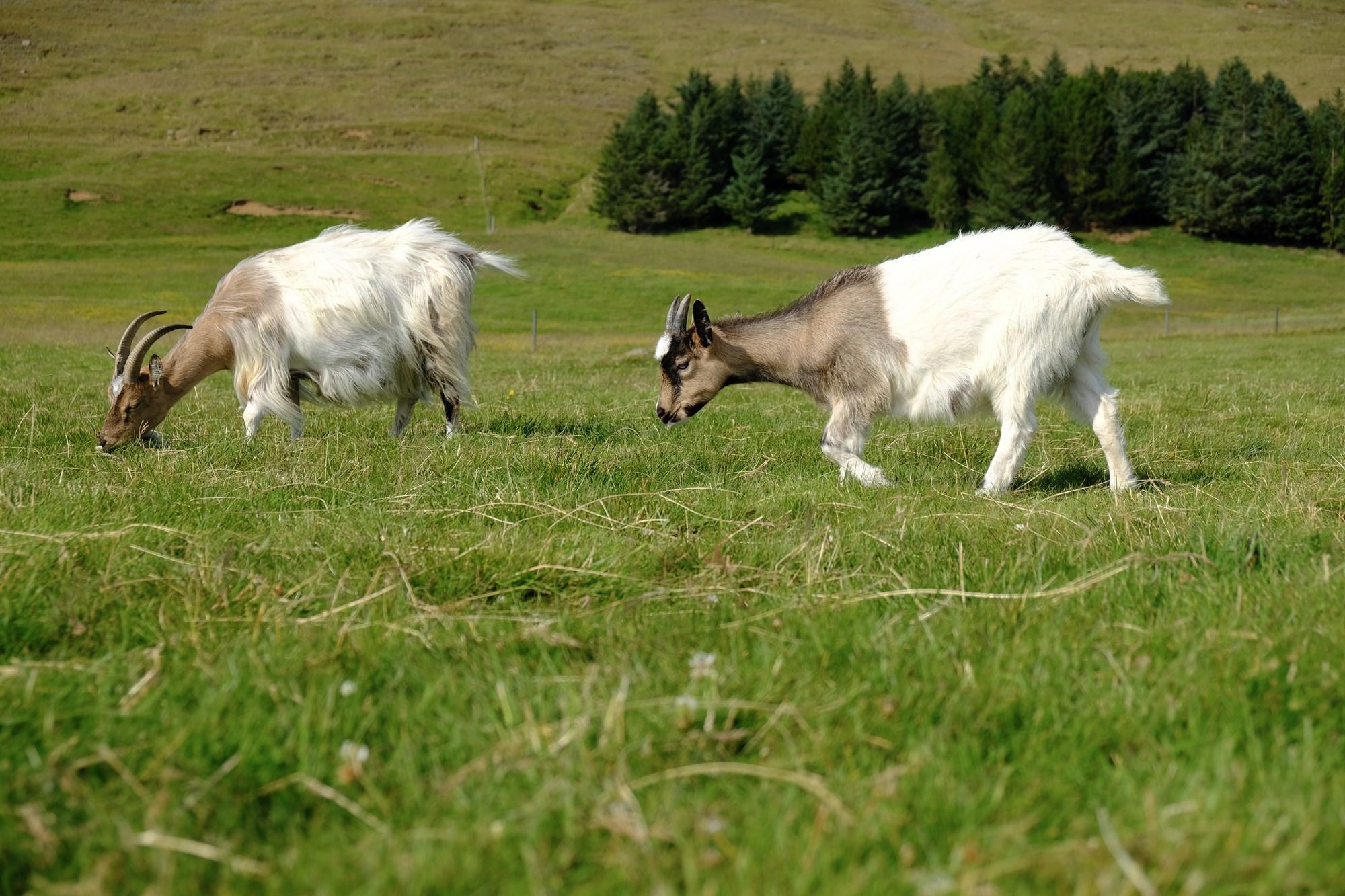 Þrjár verndandi arfgerðir í geitfé 