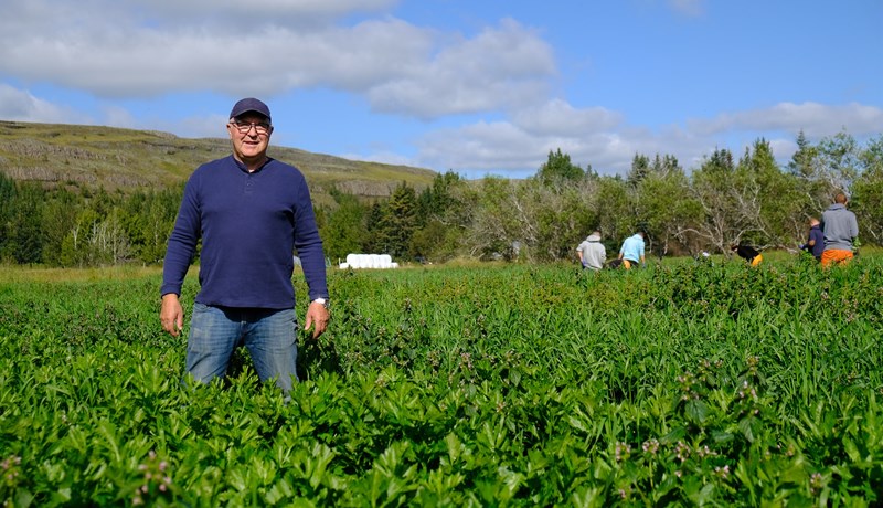 Bændasamtök Íslands mótmæla fullyrðingum ráðherra í „sellerímálinu“