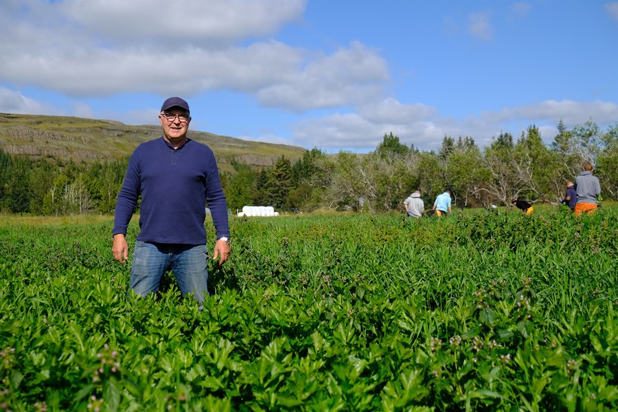 Þorleifur Jóhannesson á Hverabakka var um árabil eini framleiðandinn á íslensku selleríi sem fór í almenna dreifingu.