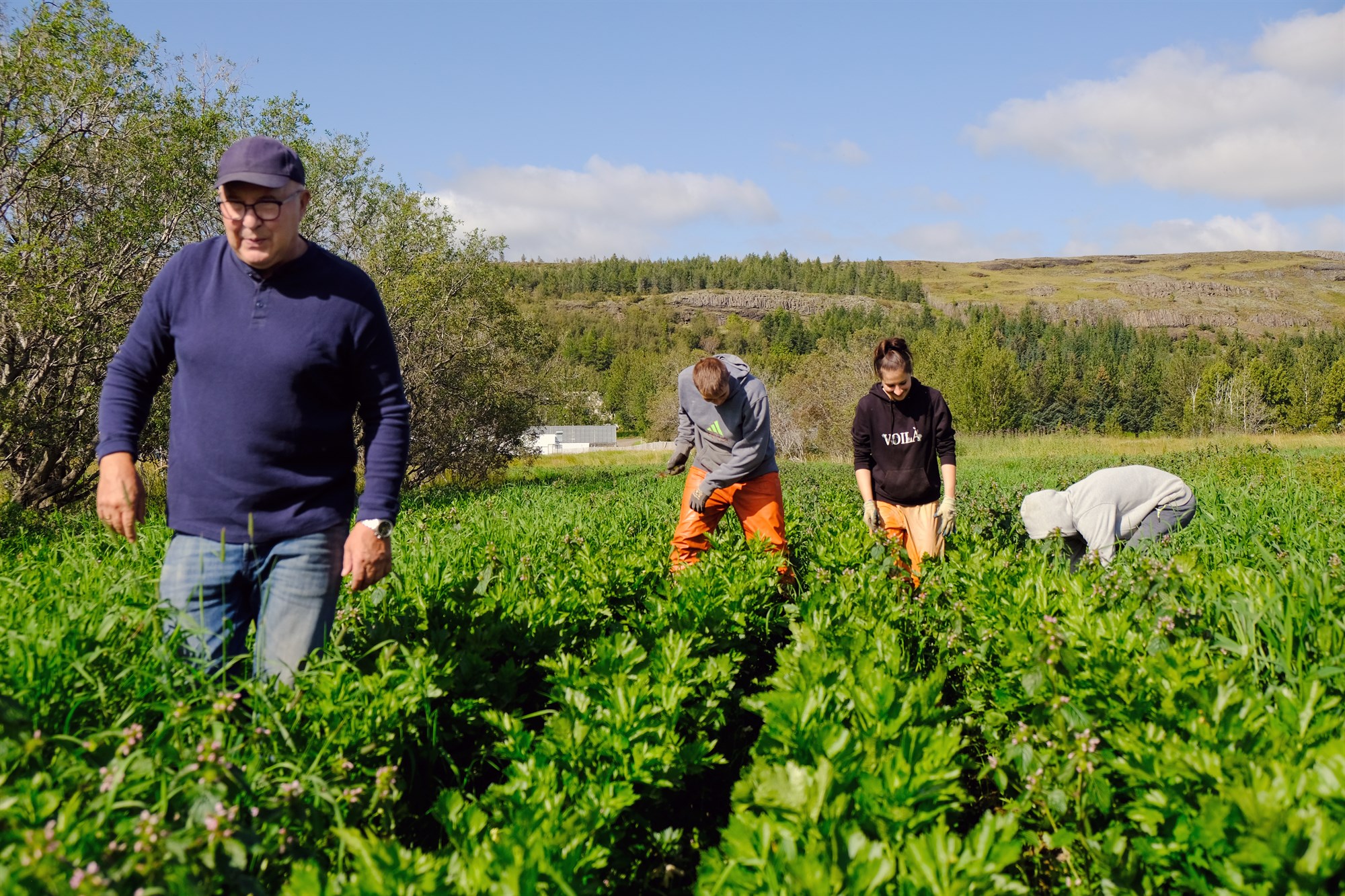Eini íslenski garðyrkjubóndinn sem ræktar sellerí til sölu í stórmörkuðum