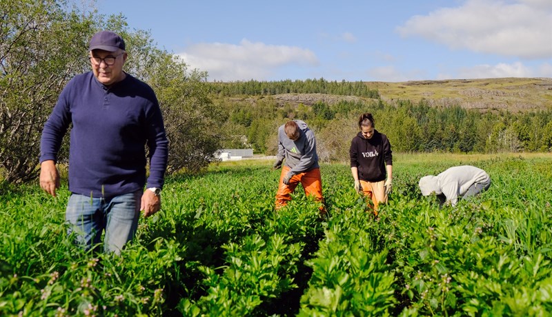 Eini íslenski garðyrkjubóndinn sem ræktar sellerí til sölu í stórmörkuðum