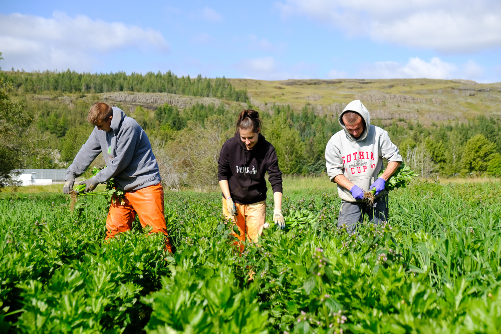 Ómetanleg verðmæti 