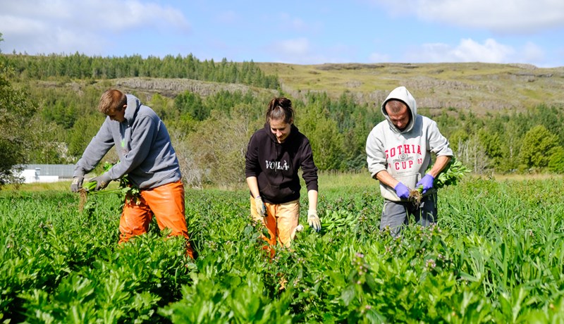 Ómetanleg verðmæti