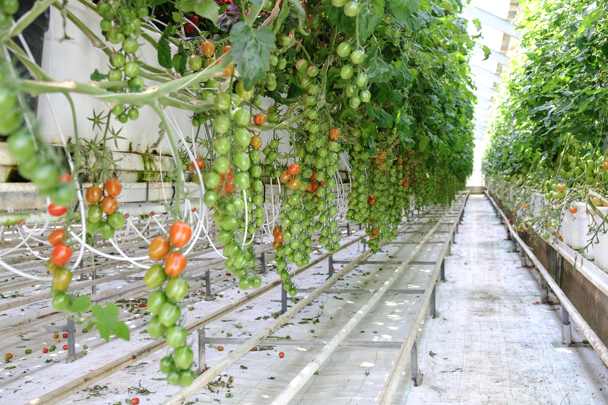 Verðhækkun á grænmeti mun fylgja hækkun á raforkuverði