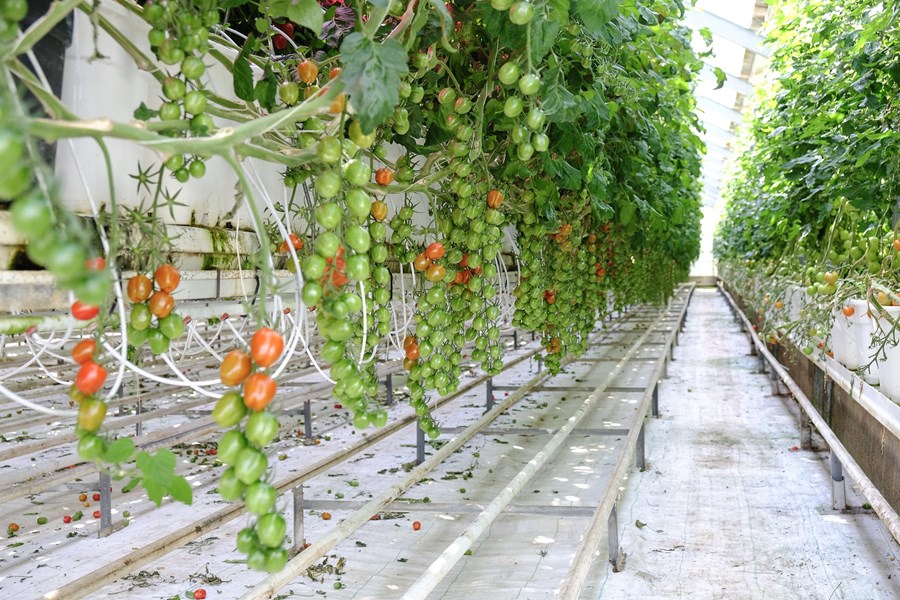 Yfirvofandi eru hækkanir á raforkuverði til garðyrkjubænda og um leið hækkanir á vöruverði grænmetis og öðrum afurðum garðyrkjubænda.