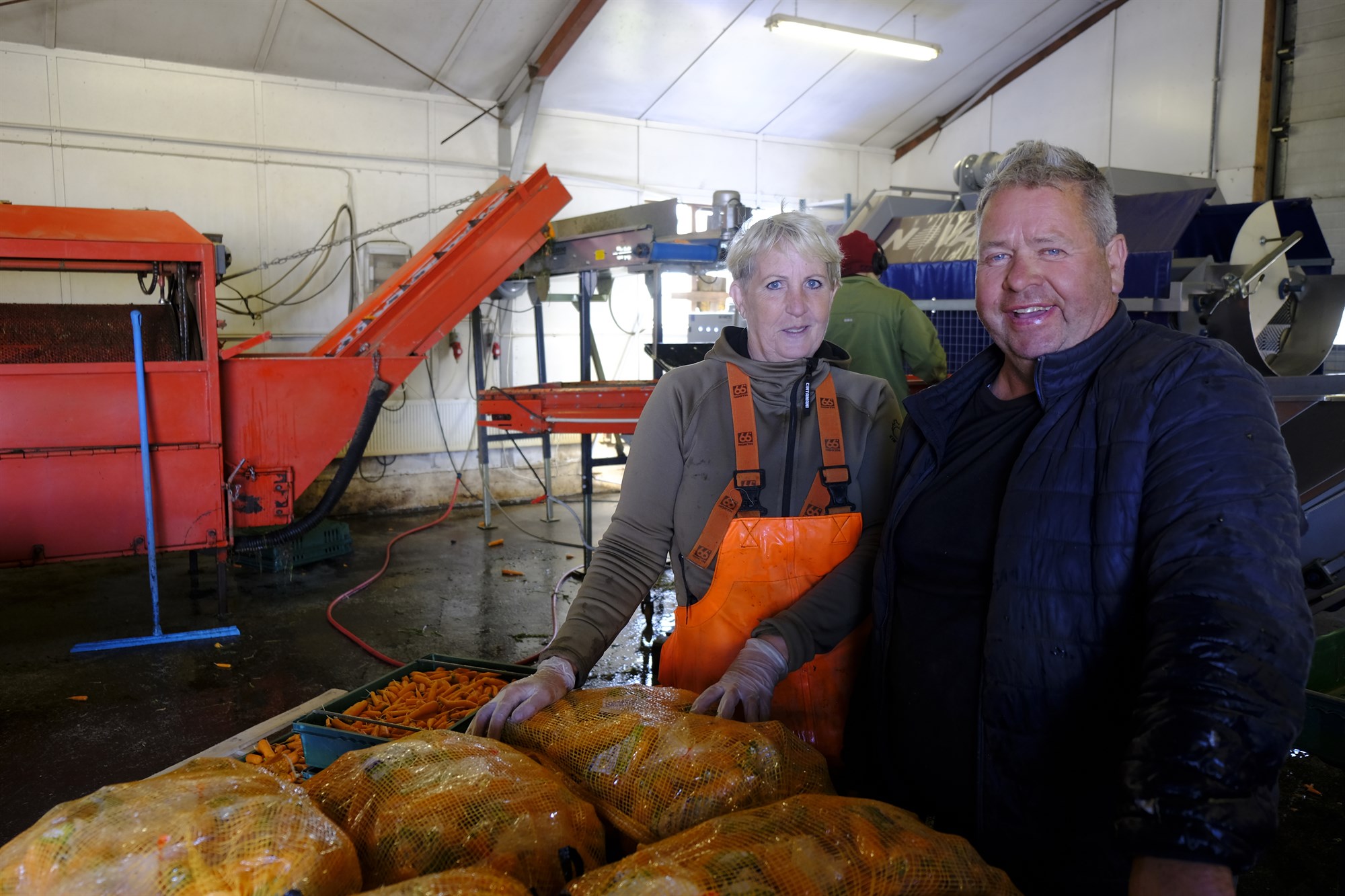 Gulrótabændurnir í Auðsholti reikna með 200 tonna uppskeru