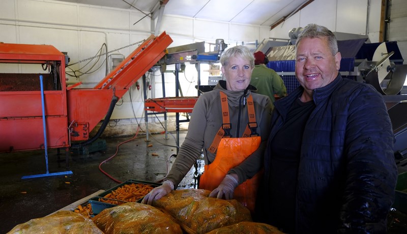 Gulrótabændurnir í Auðsholti reikna með 200 tonna uppskeru