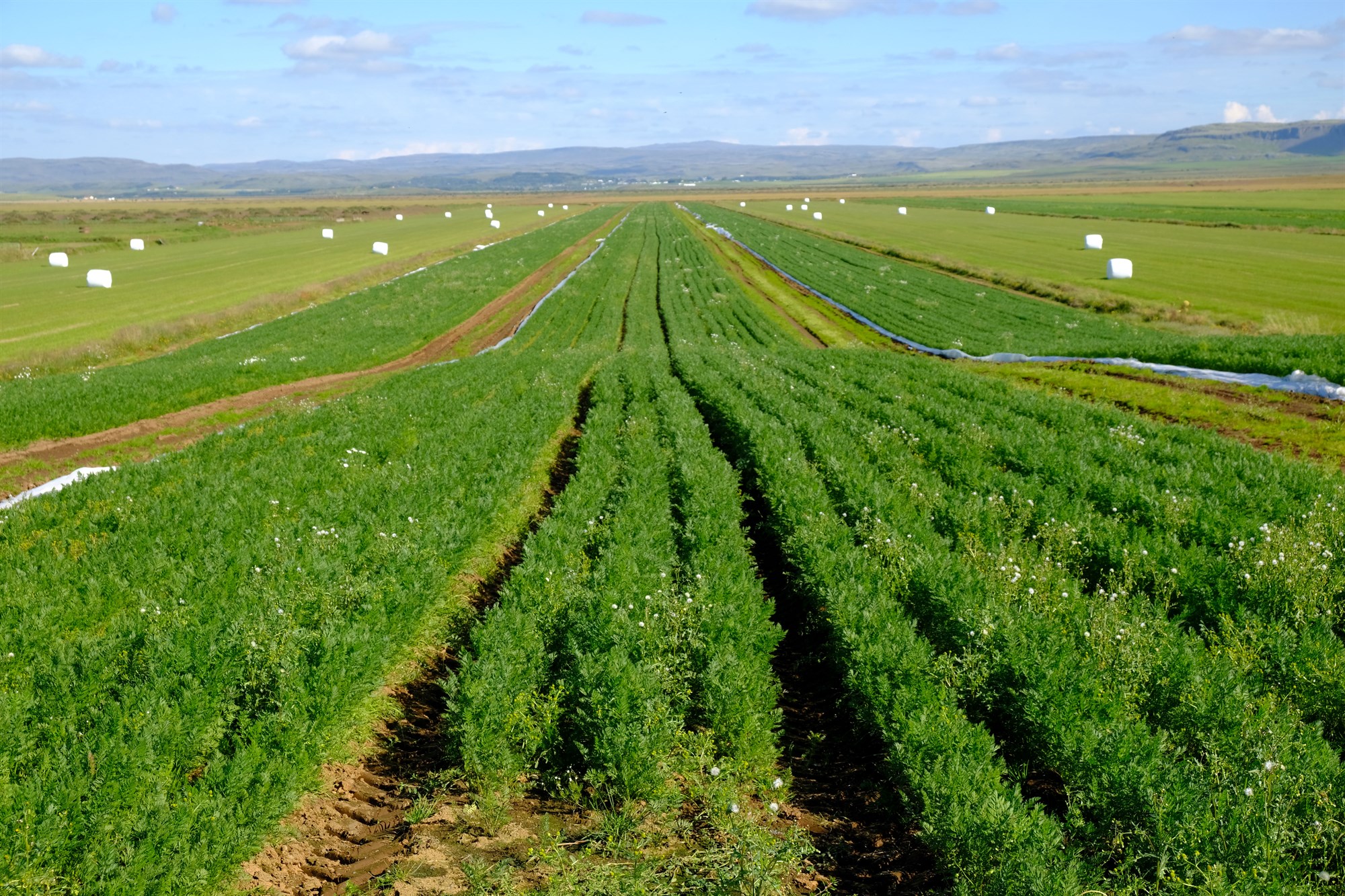 Styrkhæft ræktarland stækkar